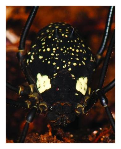 Eucynorta albipustulata