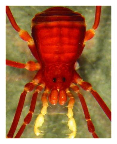 Ethobunus albitrochanteris