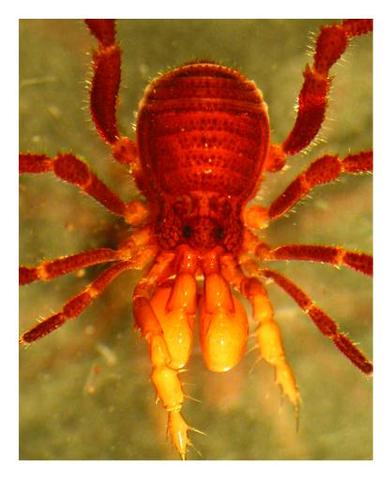 Phalangoduna granosa