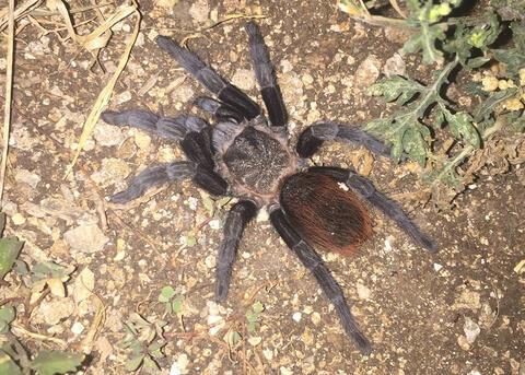 Brachypelma vagans