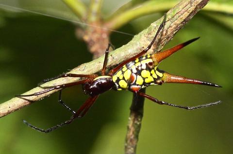 Micrathena cf. brevipes