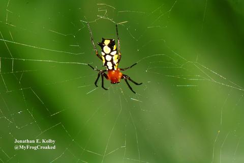 Micrathena funebris