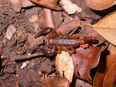 Didymocentrus krausi
