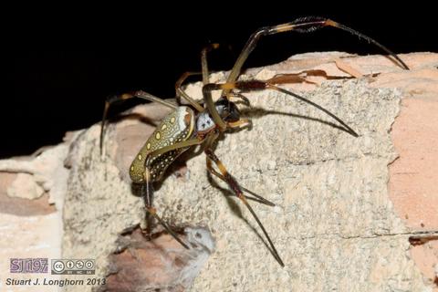 Nephila clavipes