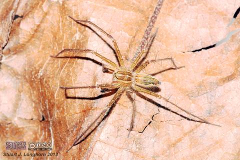 Tinus minutus