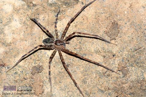 Pisauridae