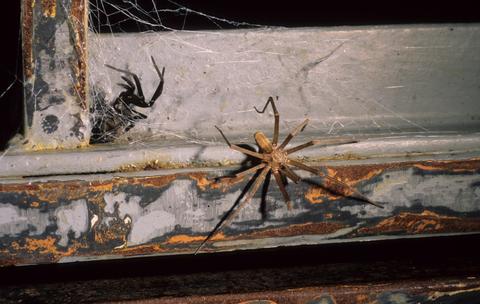 Kukulcania hibernalis