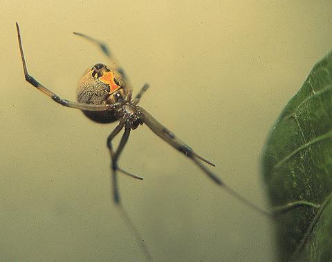 Latrodectus geometricus