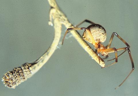 Latrodectus geometricus