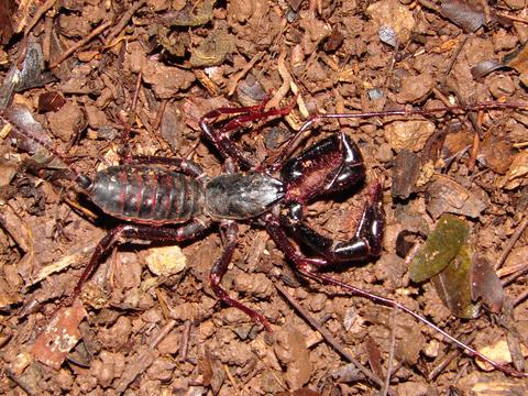 Mimoscorpius pugnator