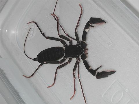 Mimoscorpius pugnator