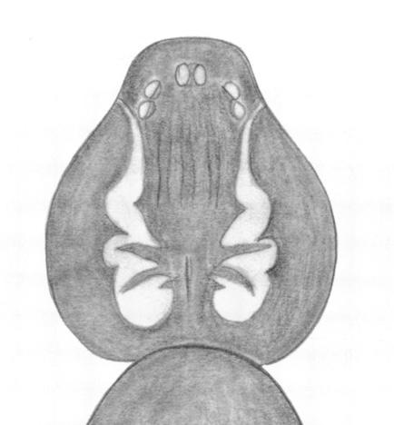 Carapace of Loxosceles yucatana. Gertsch & Ennik 1983, Fig18.
