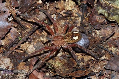 Cupiennius sp.