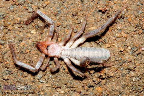 Solifugae