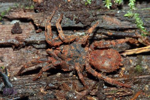 Paratropididae