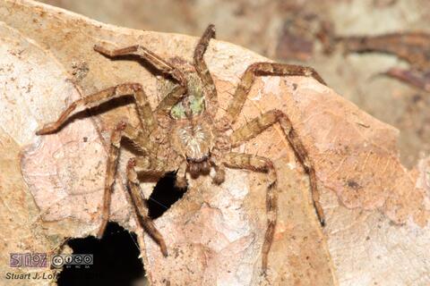 Selenops sp.