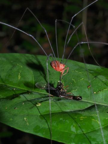 Prionostemma sp.