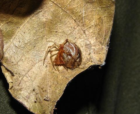 Parasteatoda tepidariorum