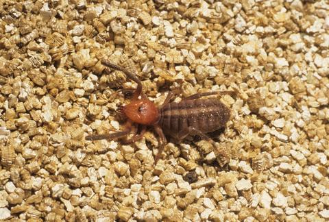 Ammotrecha stollii