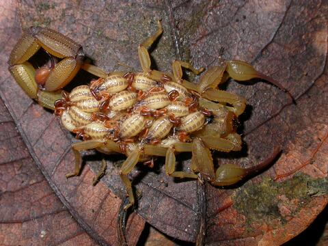 Centruroides koesteri