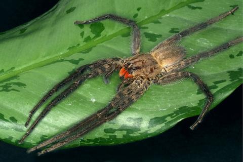 Cupiennius chiapanensis