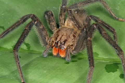 Cupiennius chiapanensis