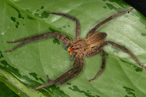 Cupiennius chiapanensis