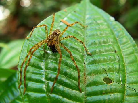 Cupiennius sp.