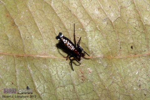 Micrathena sp.