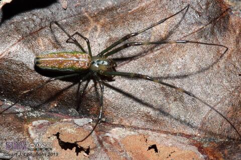 Tetragnathidae