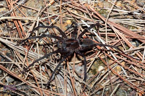 Ctenidae, Gen indet.