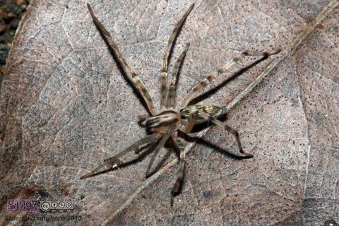 Anyphaenidae