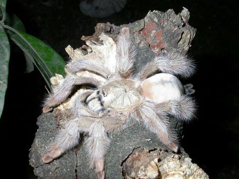 psalmopoeus_pulcher.jpg