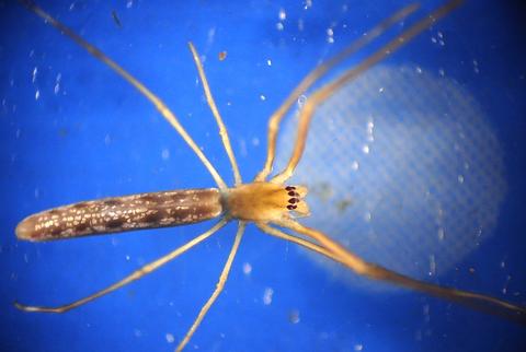 Tetragnatha sp.