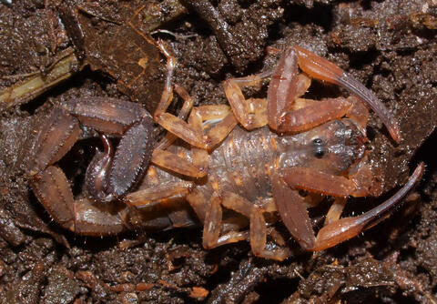 Tityus dedoslargos