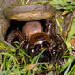 Bothriocyrtum prey-strike series