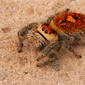 Regal Jumping Spider (Phidippus regius)
